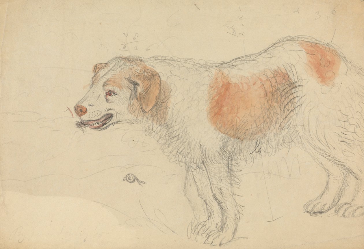 Ein Hund von James Sowerby