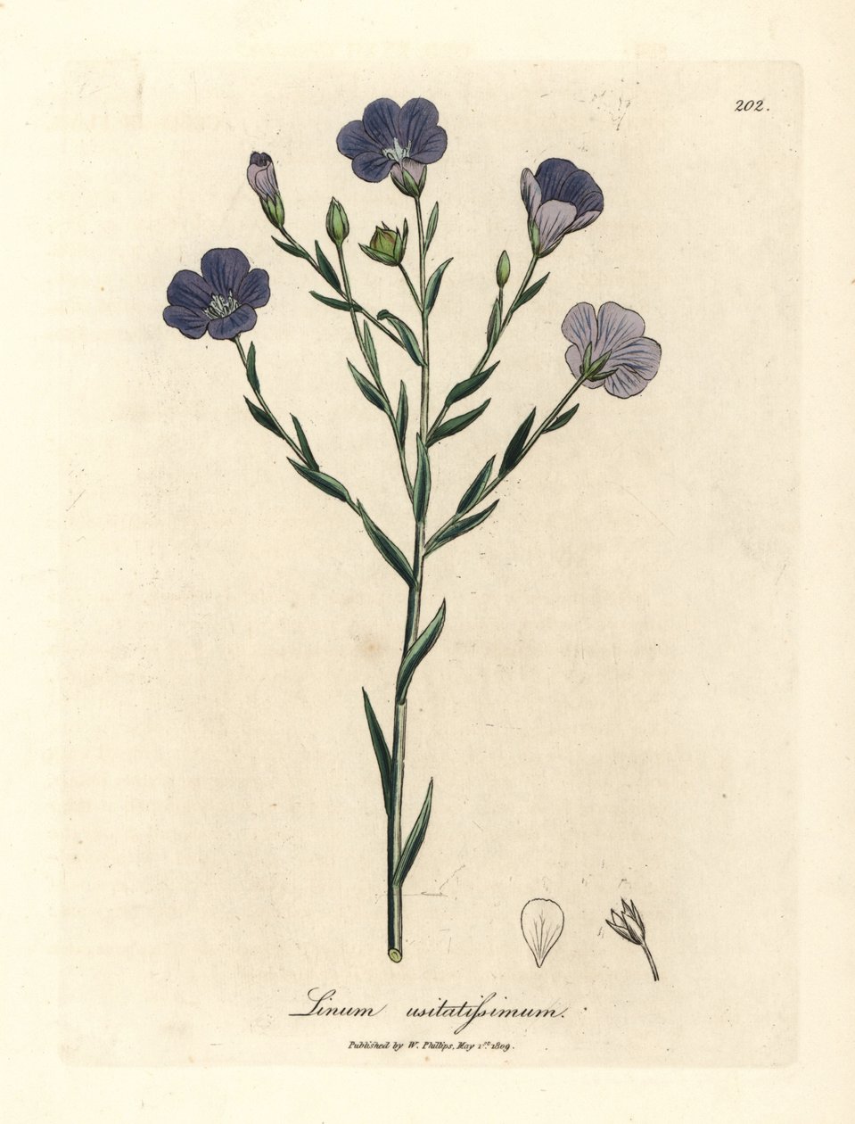 Blau blühender Flachs, Linum usitatissimum von James Sowerby