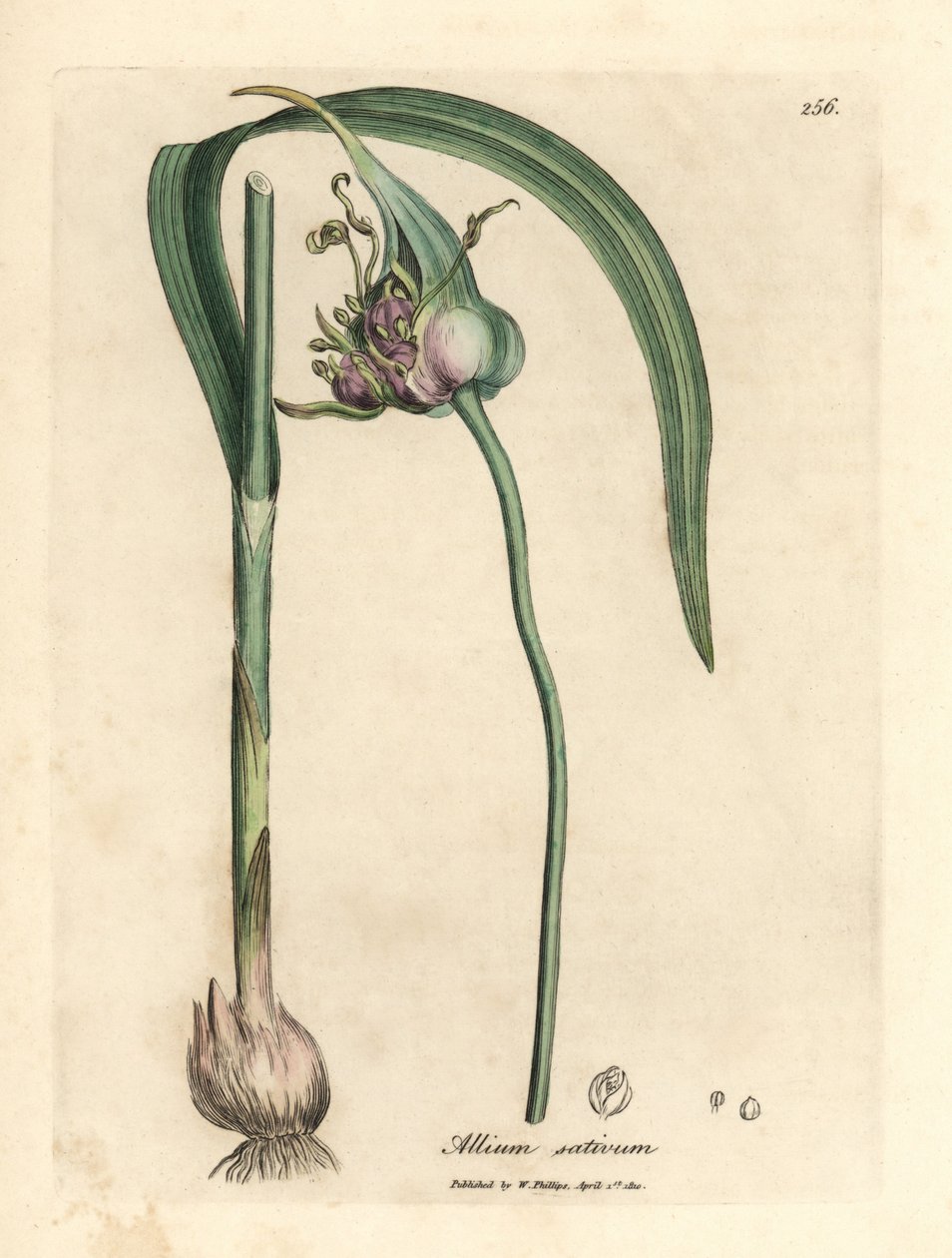 Gemeiner Knoblauch, Allium sativum von James Sowerby