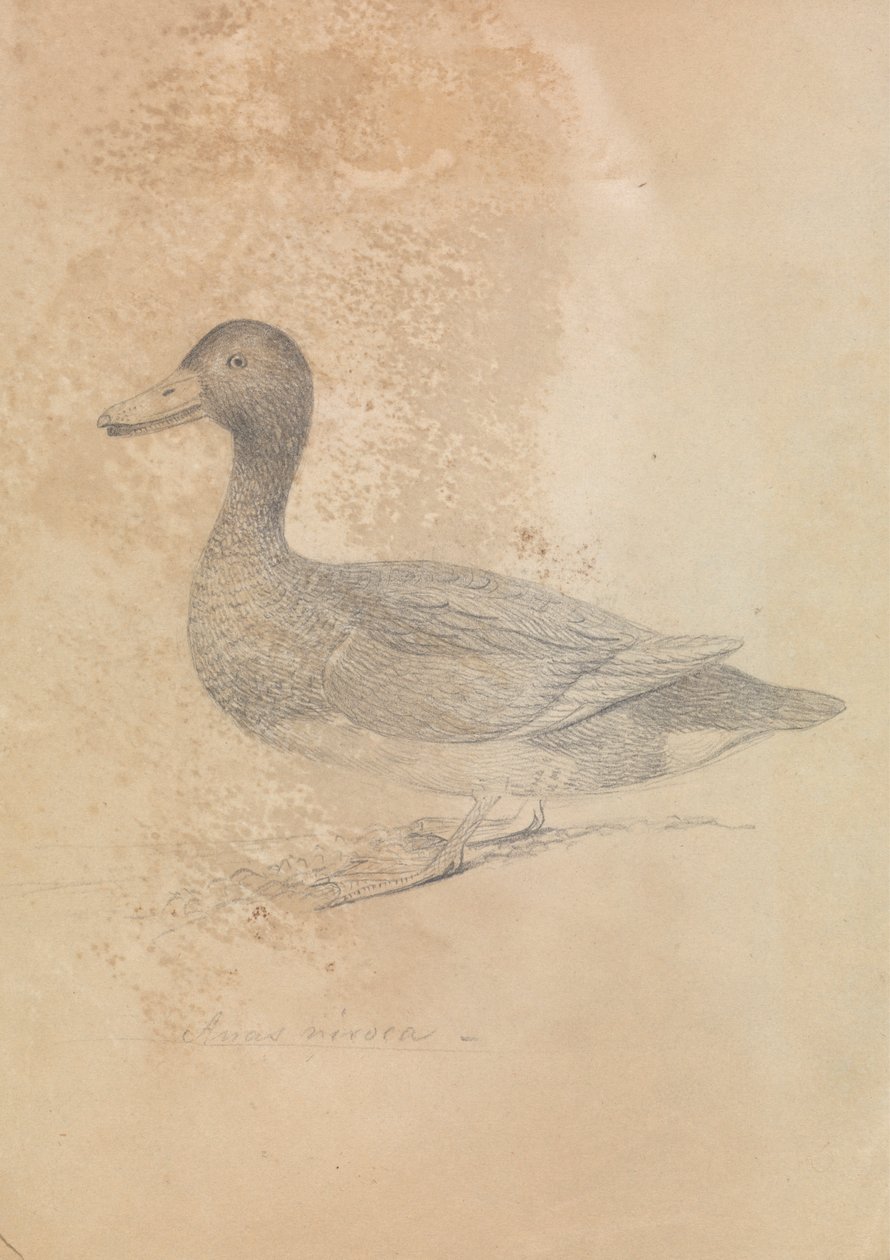 Moorente von James Sowerby