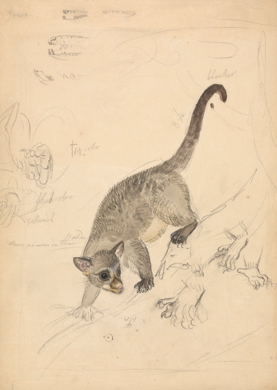 Kinkajou von James Sowerby