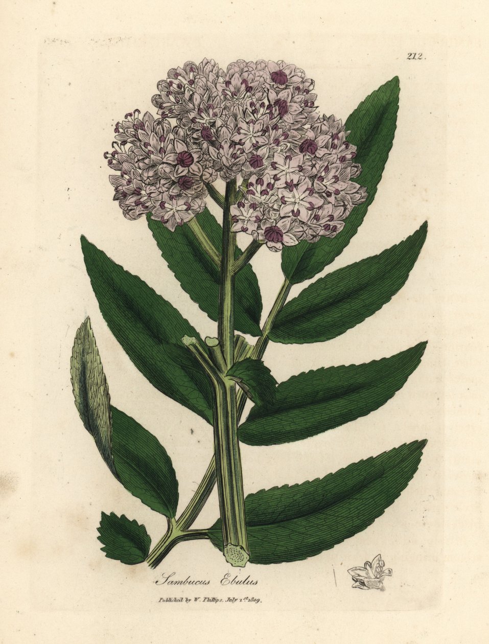 Purpurblühender Zwerg-Holunder, Sambucus ebulus von James Sowerby