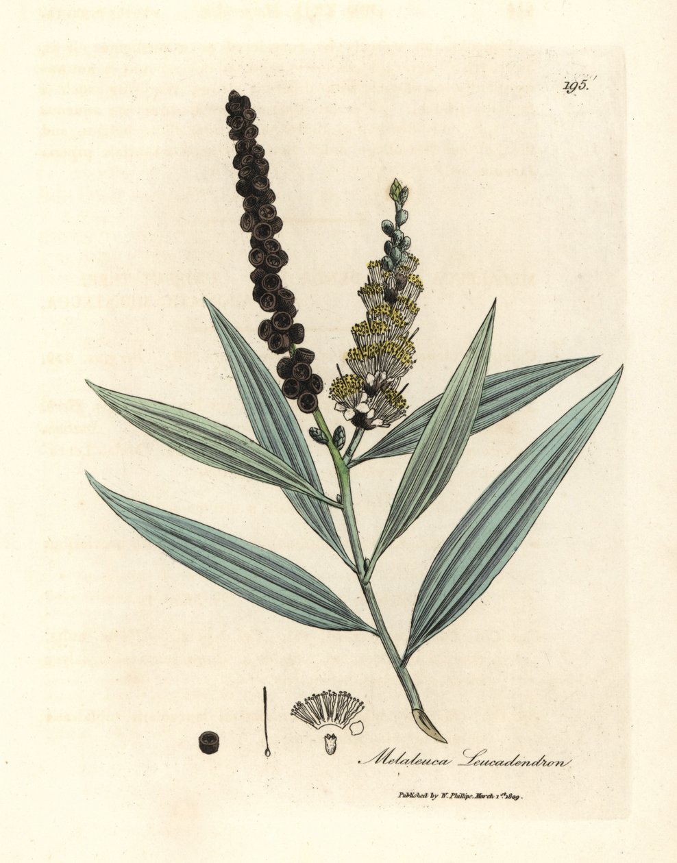 Gelbblühender Cajeputbaum, Melaleuca leucadendron von James Sowerby