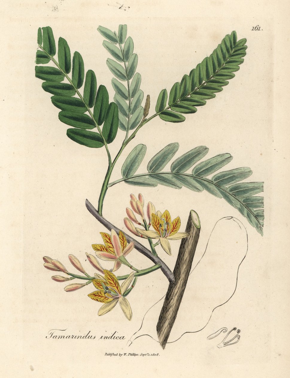 Gelb blühender Tamarindenbaum, Tamarindus indica von James Sowerby