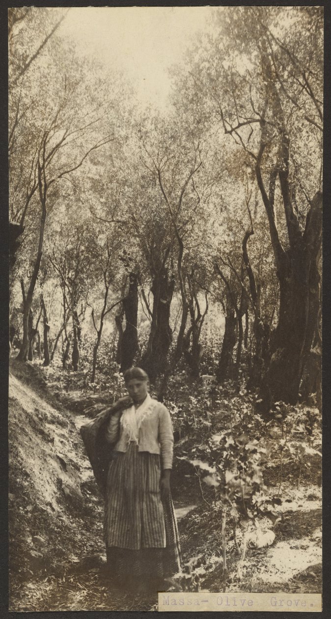Massa - Olivenhain von James W. Holcombe