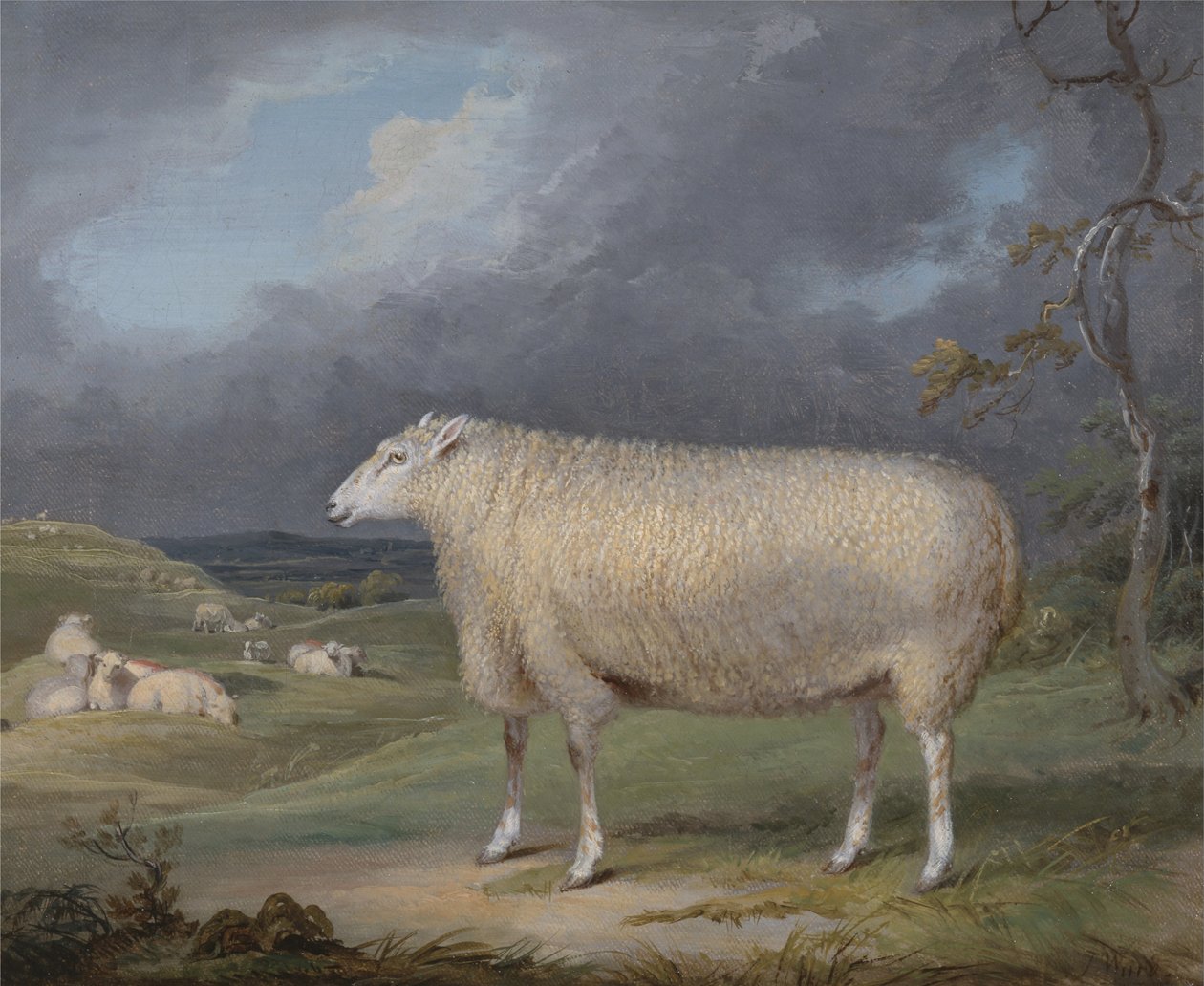 Ein Border Leicester Mutterschaf von James Ward