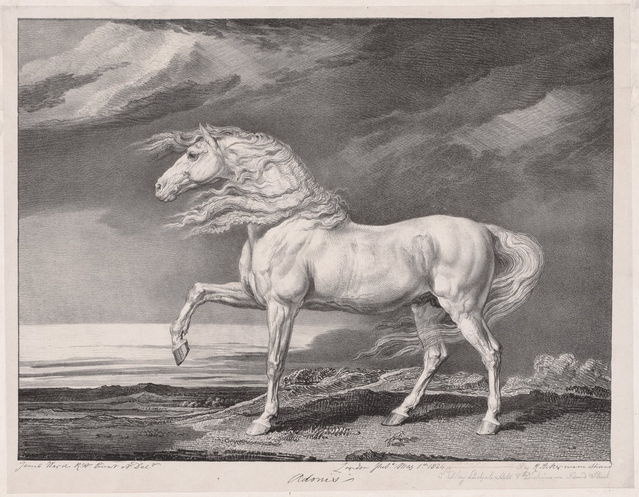 Vierzehn berühmte Pferde: Adonis, 1824 von James Ward