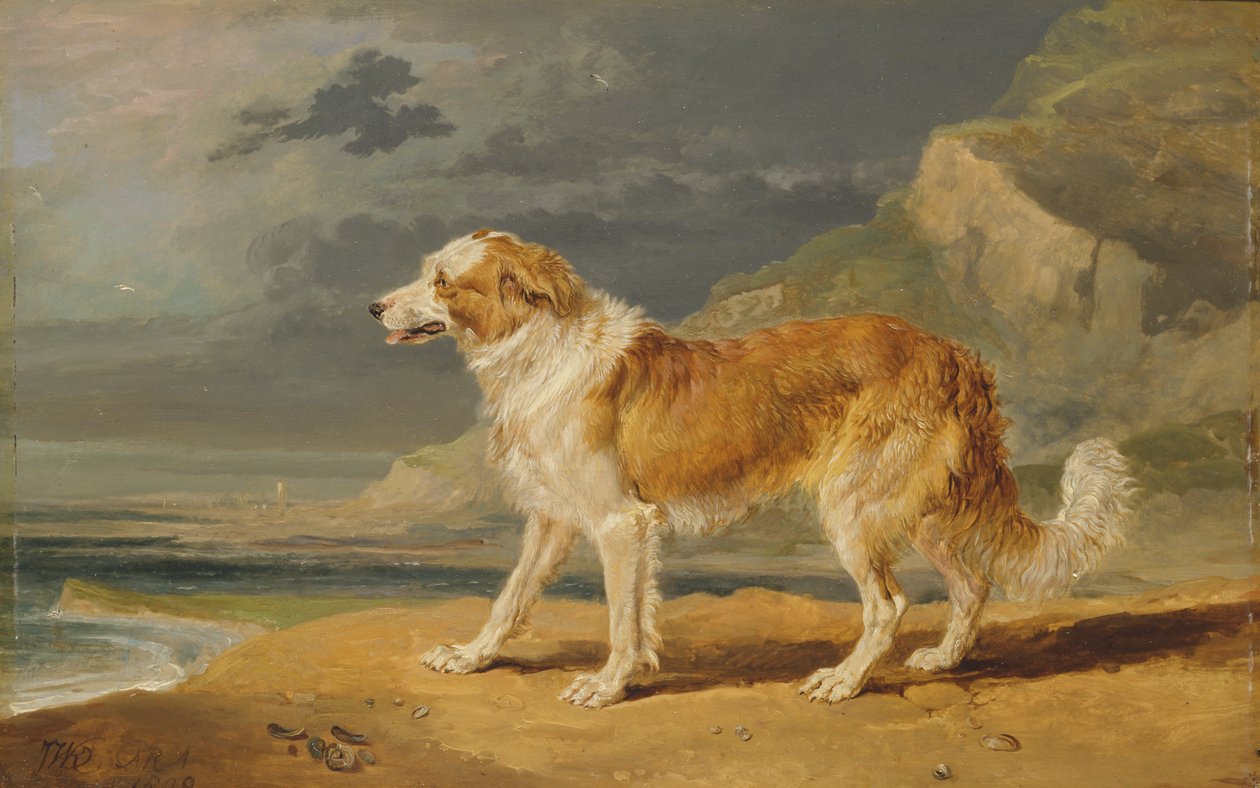 Rauhhaariger Collie von James Ward