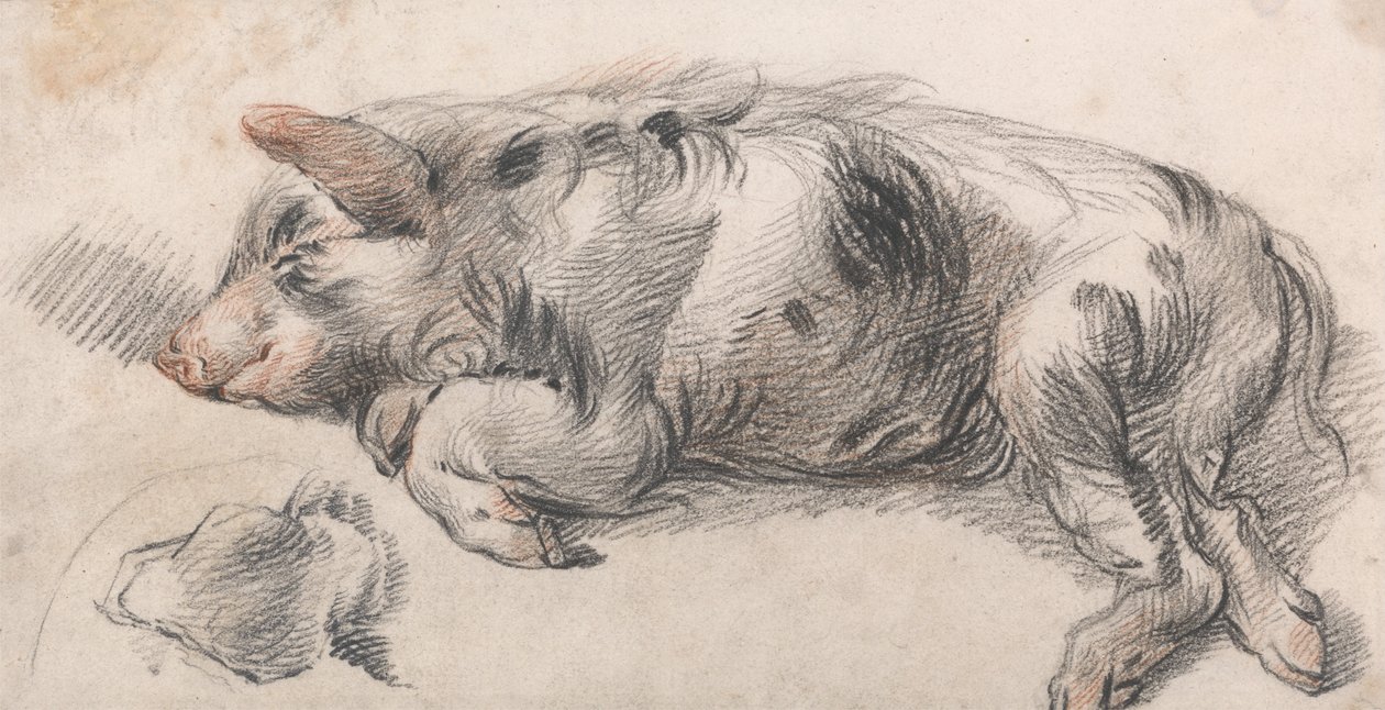 Schlafendes Schwein von James Ward