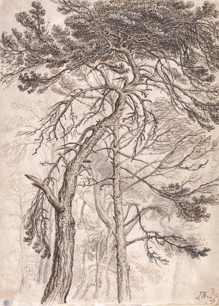 Studie von Bäumen von James Ward