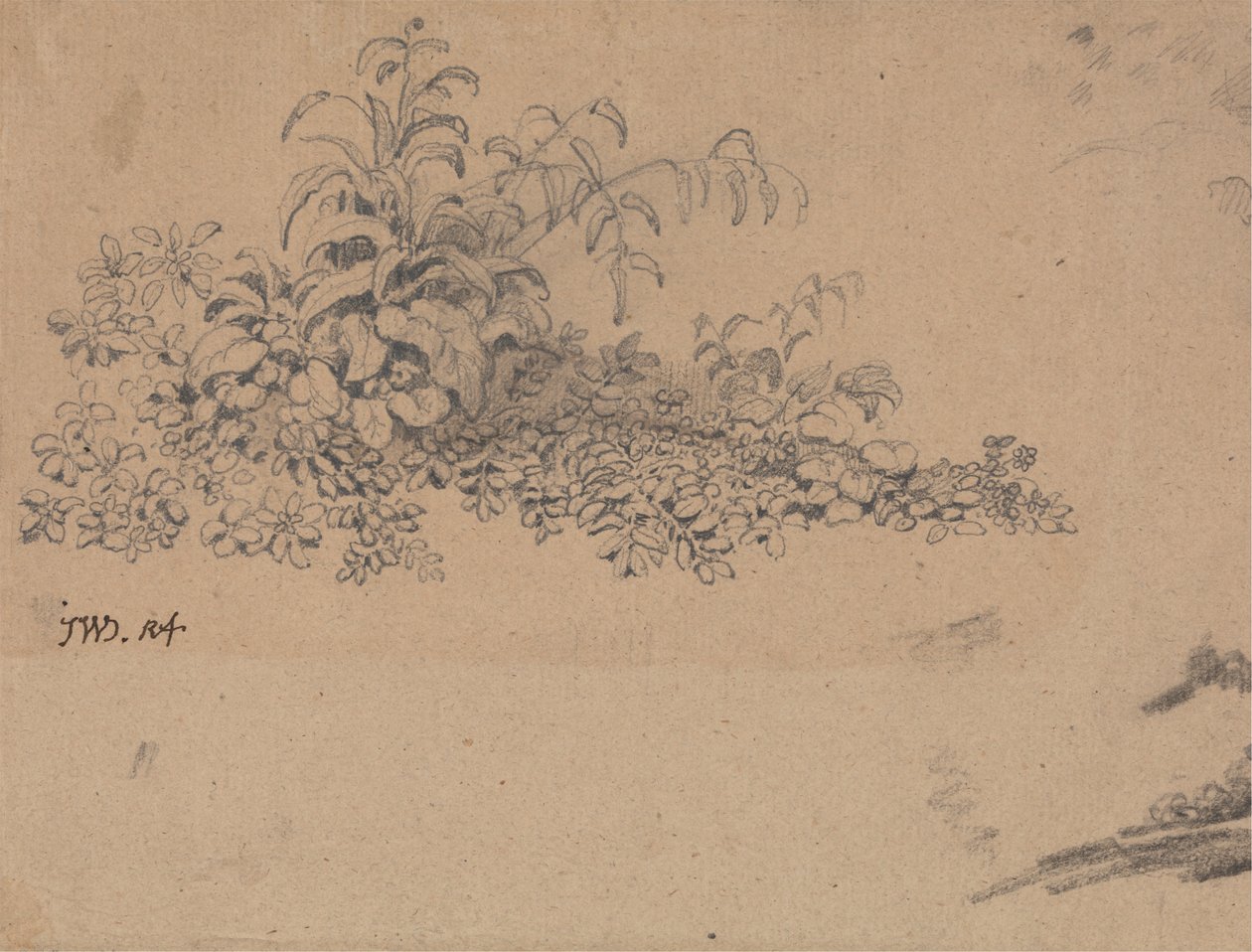 Studie des Unterholzes von James Ward