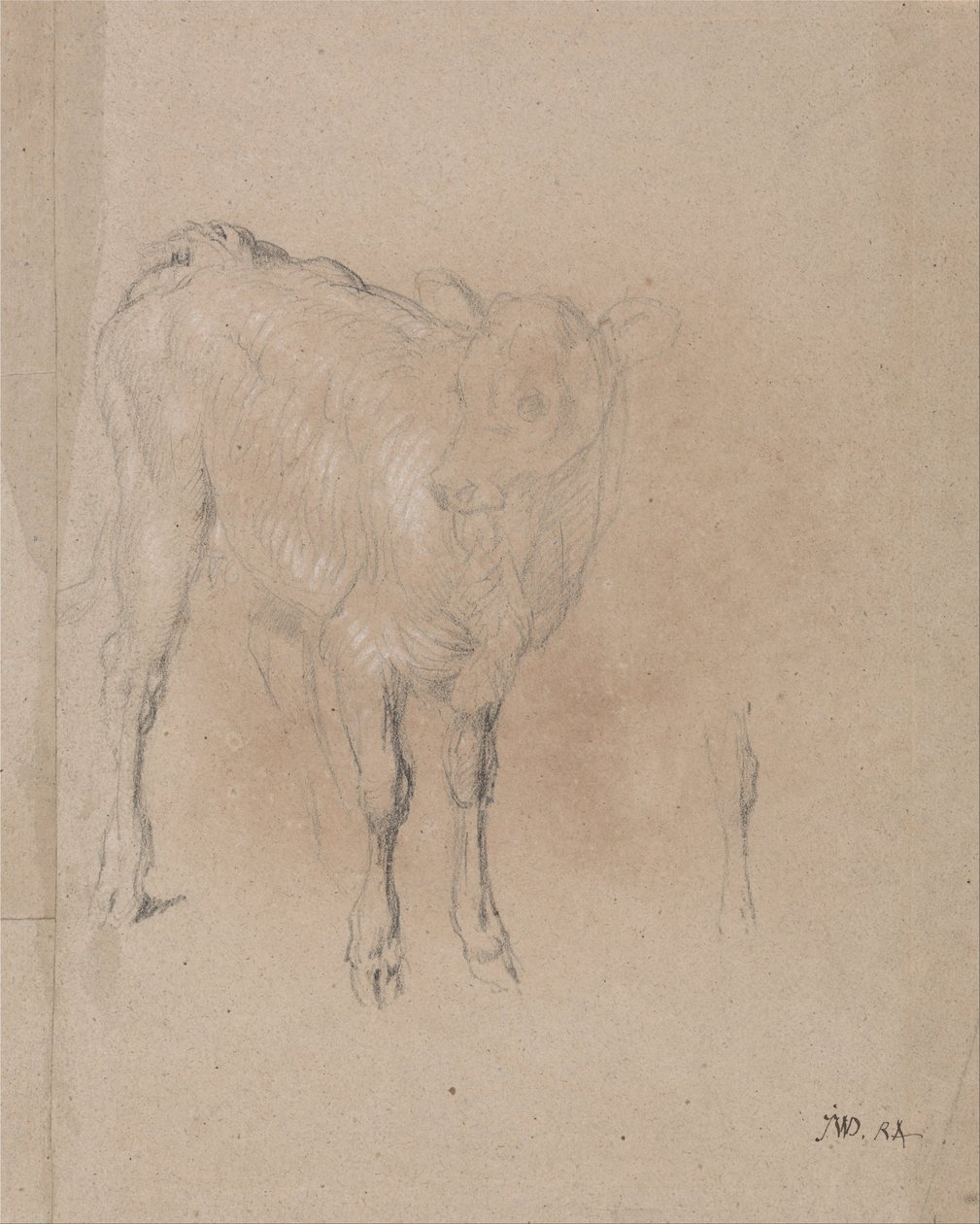 Studie eines Kalbs von James Ward