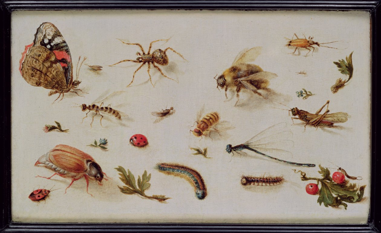 Eine Studie von Insekten von Jan the Elder Brueghel