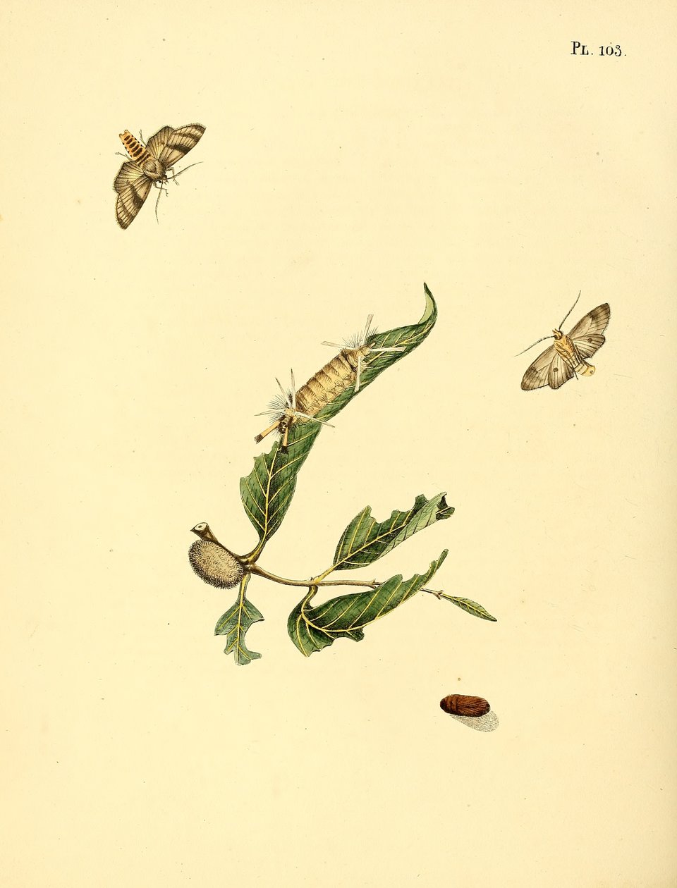 Surinamische Schmetterlinge von Jan Christiaen Sepp