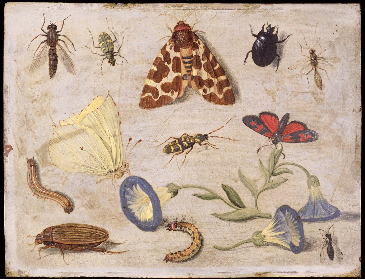 Insekten von Jan van Kessel the Elder
