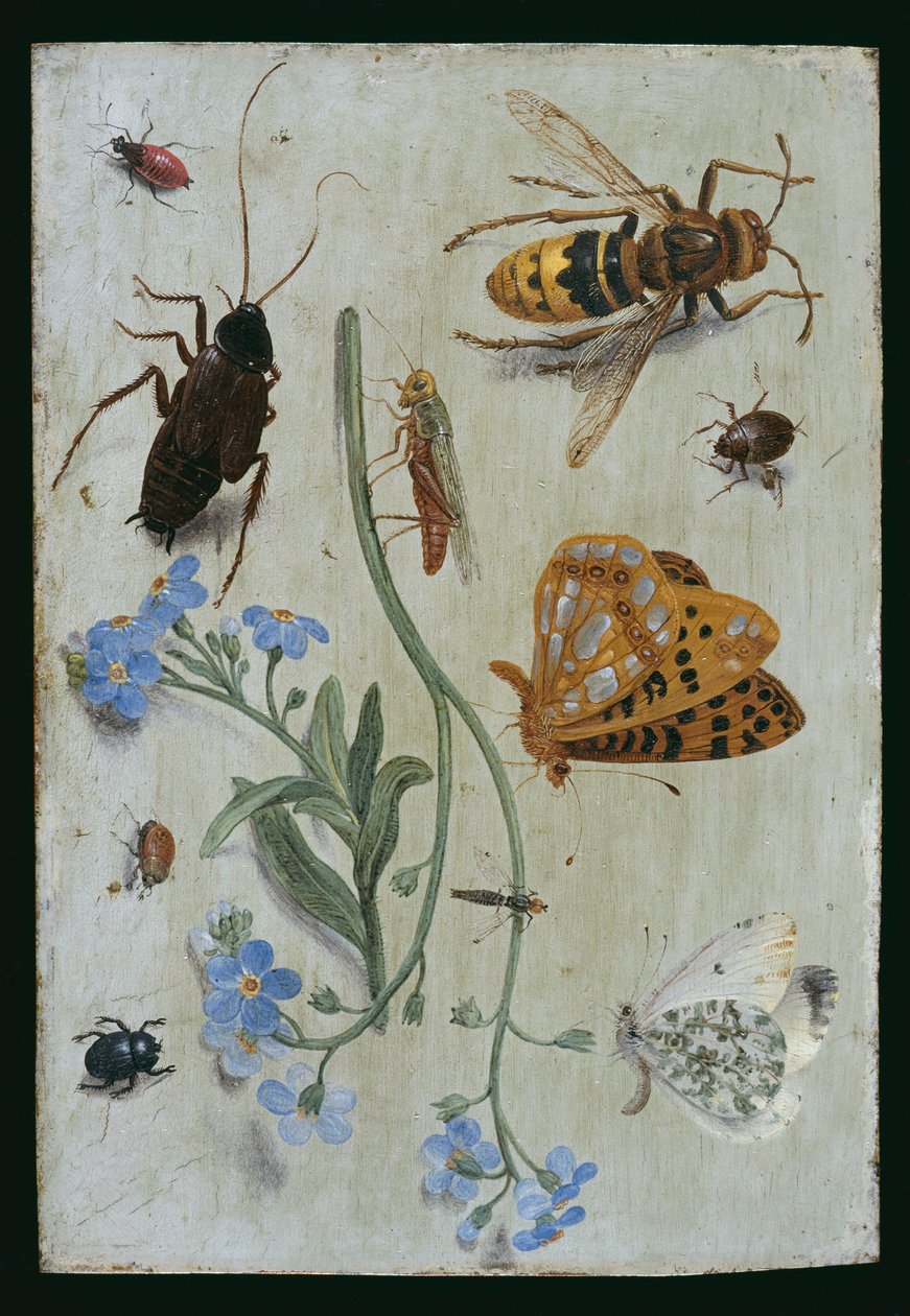 Insekten von Jan van Kessel the Elder