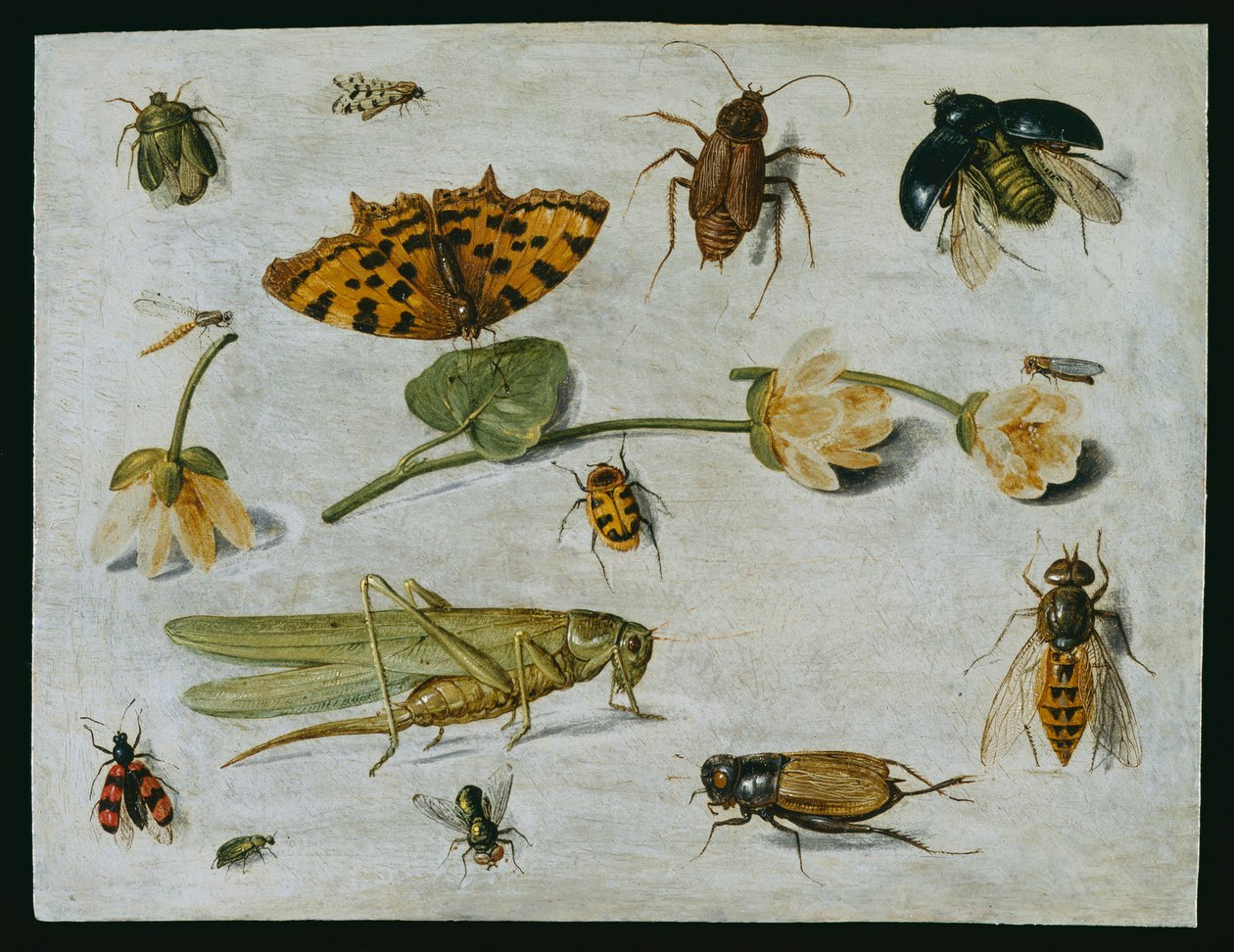 Insekten von Jan van Kessel the Elder
