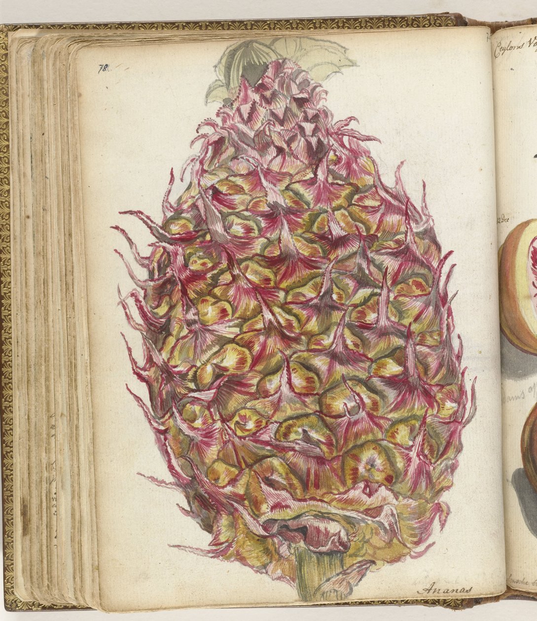 Ananas von Jan Brandes