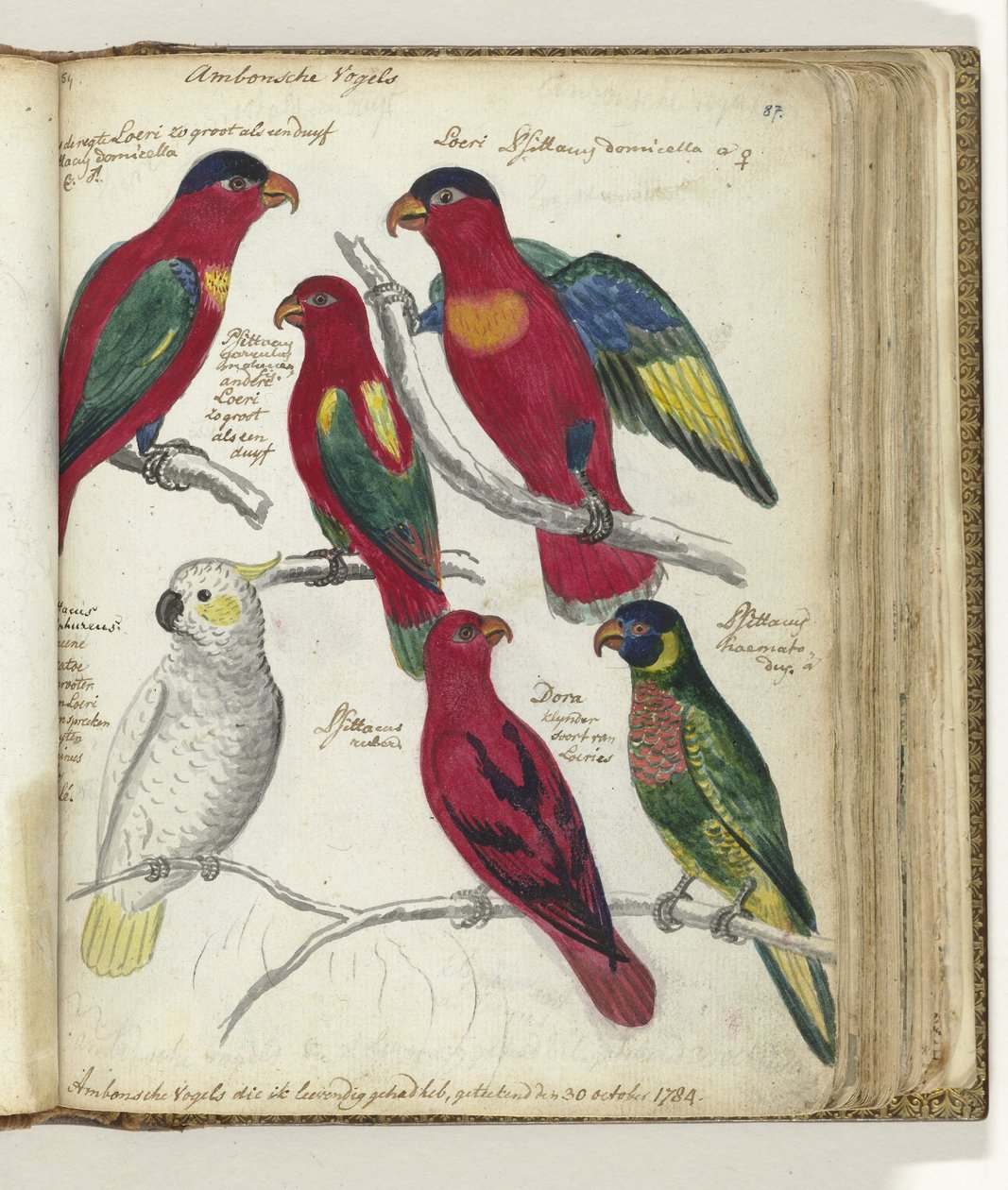 Vögel von Ambon von Jan Brandes