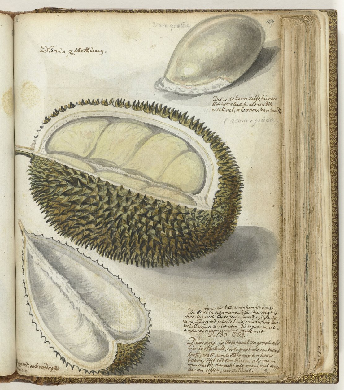 Durian von Jan Brandes