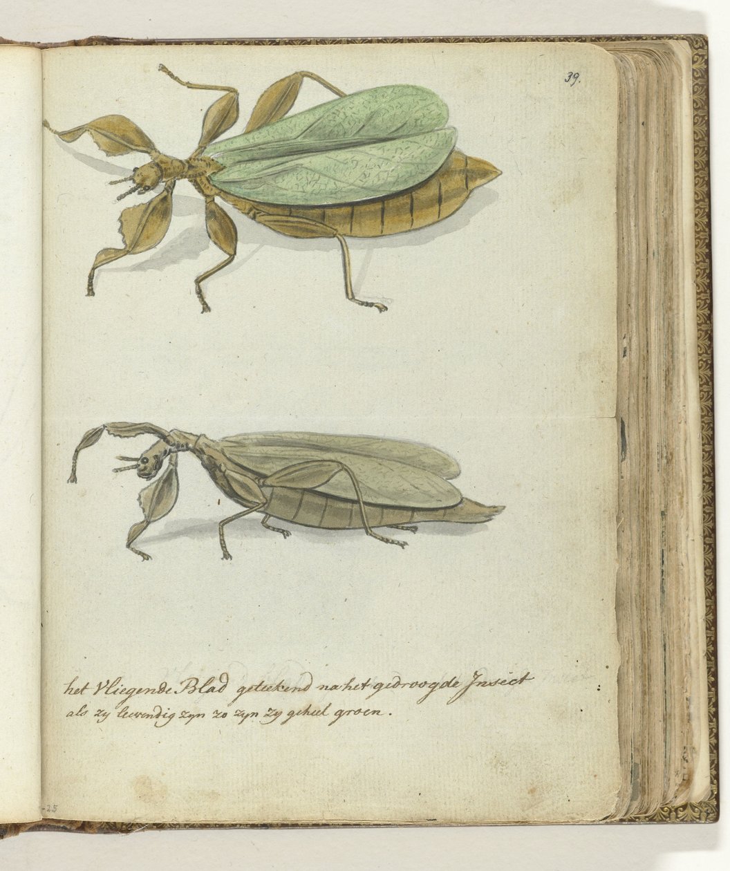 Das fliegende Blatt von Jan Brandes