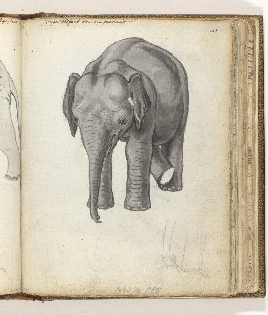 Junger Elefant von Jan Brandes
