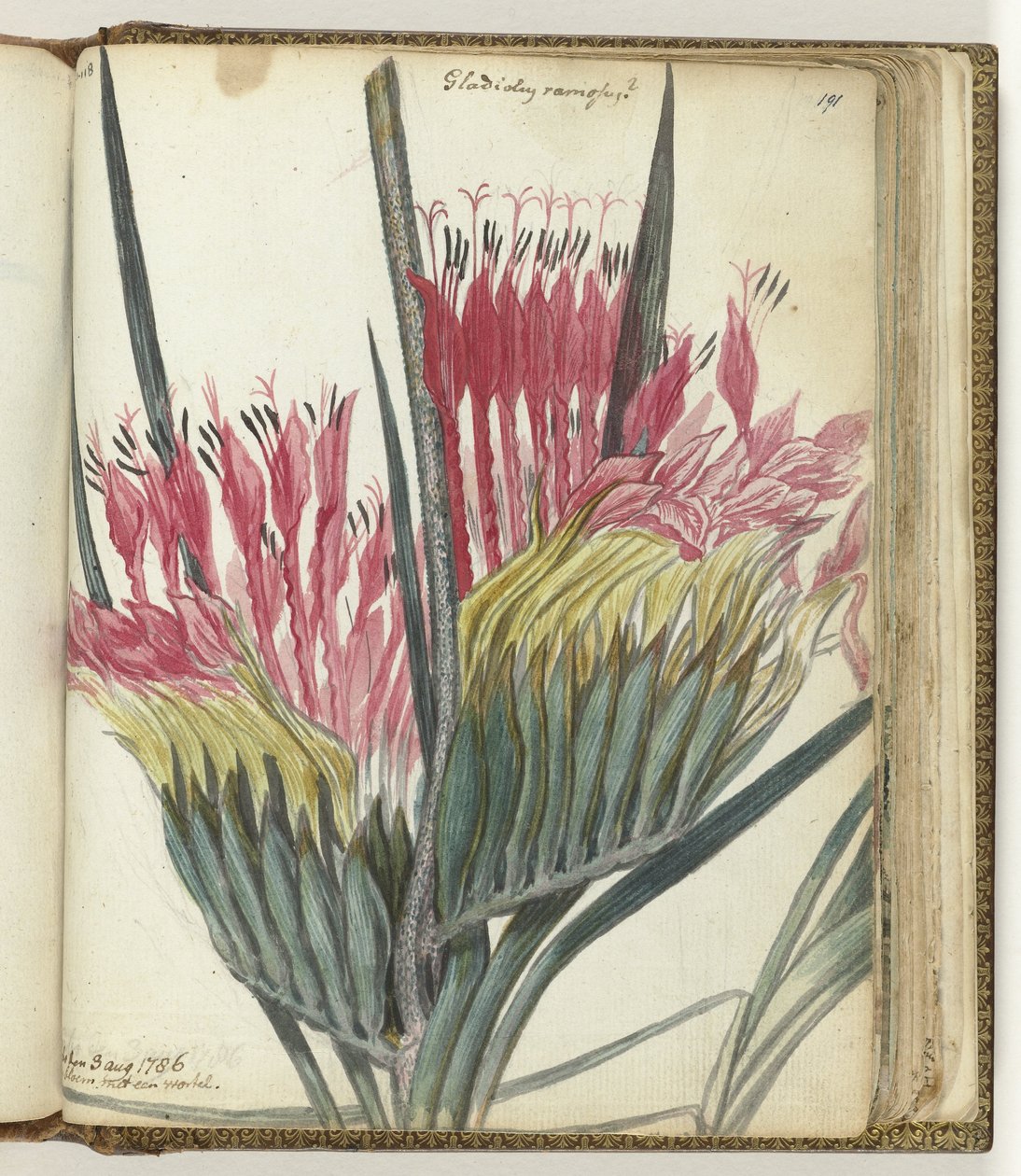 Kapblume von Jan Brandes