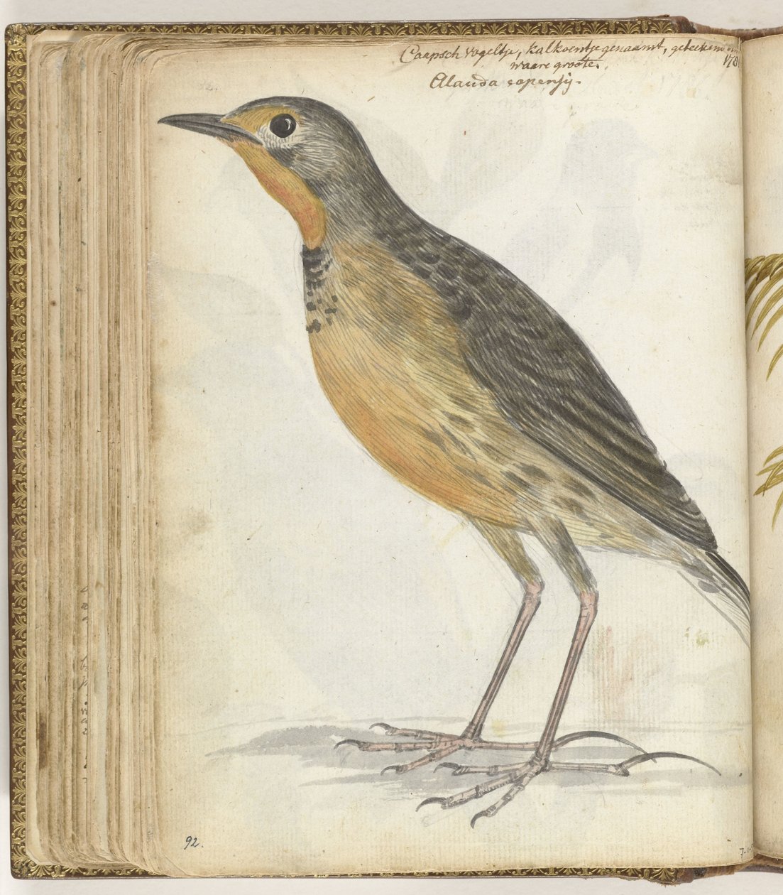 Kapvogel von Jan Brandes