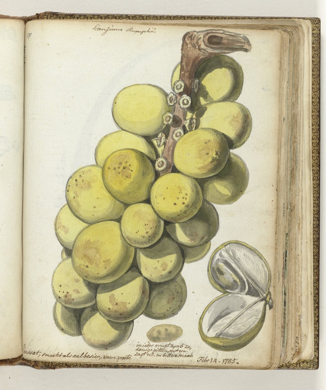 Lanssat, eine ostindische Frucht von Jan Brandes