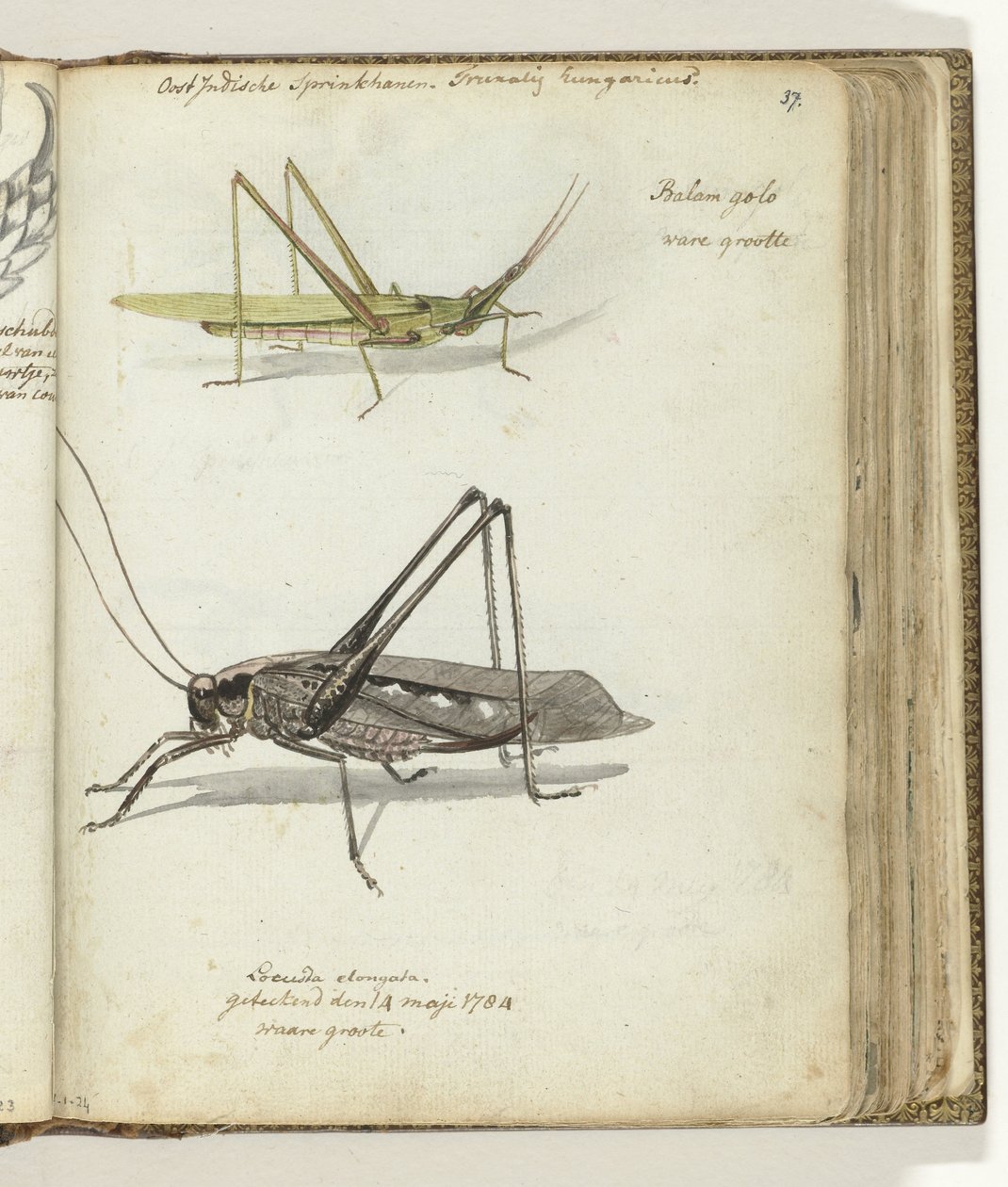 Ostindische Heuschrecken von Jan Brandes
