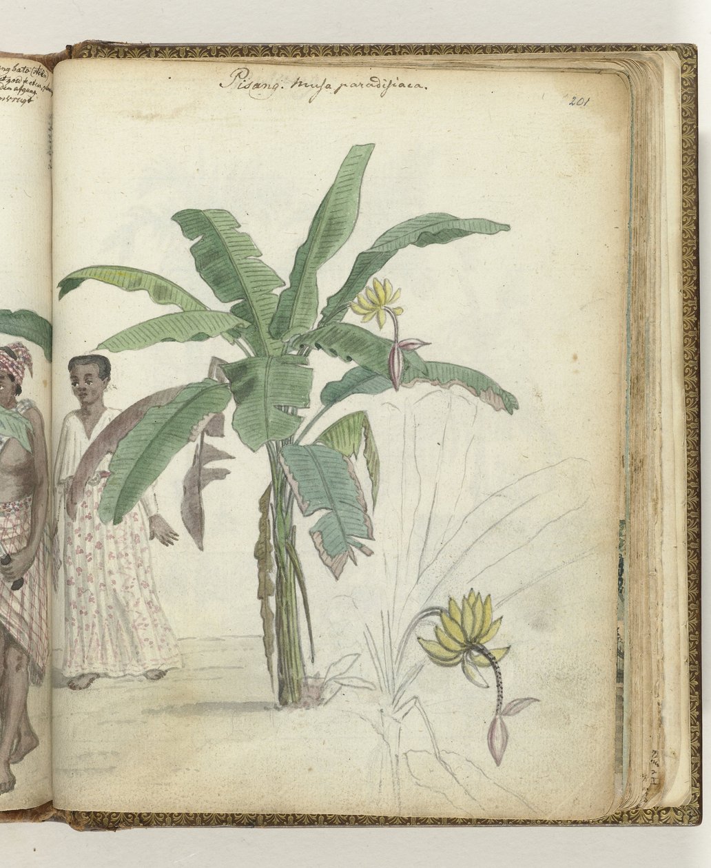 Bananenbaum von Jan Brandes