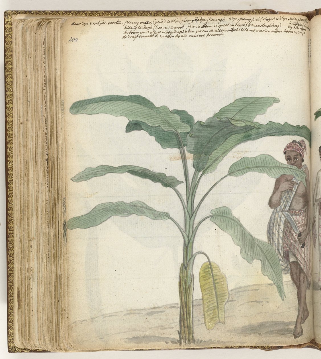 Bananenbaum von Jan Brandes
