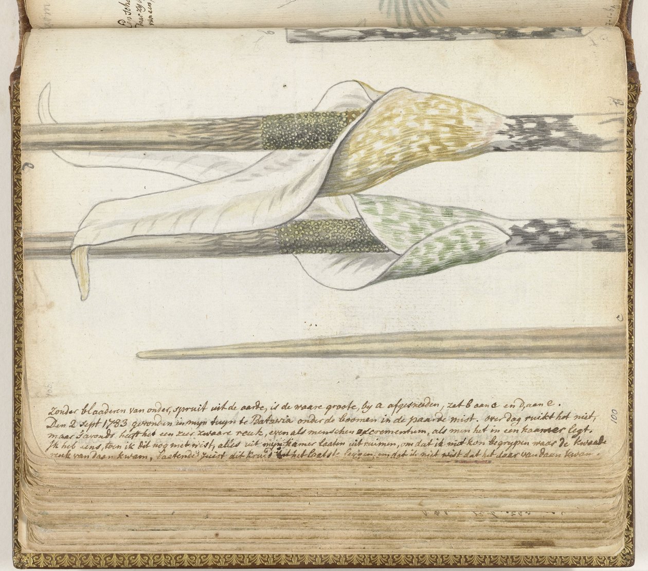 Stinkkraut von Jan Brandes