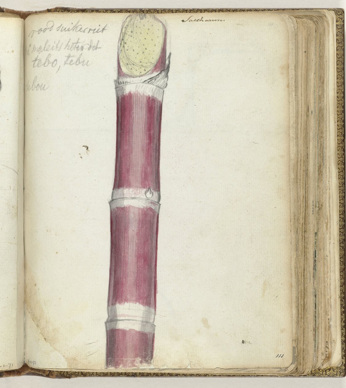 Rotes Zuckerrohr von Jan Brandes