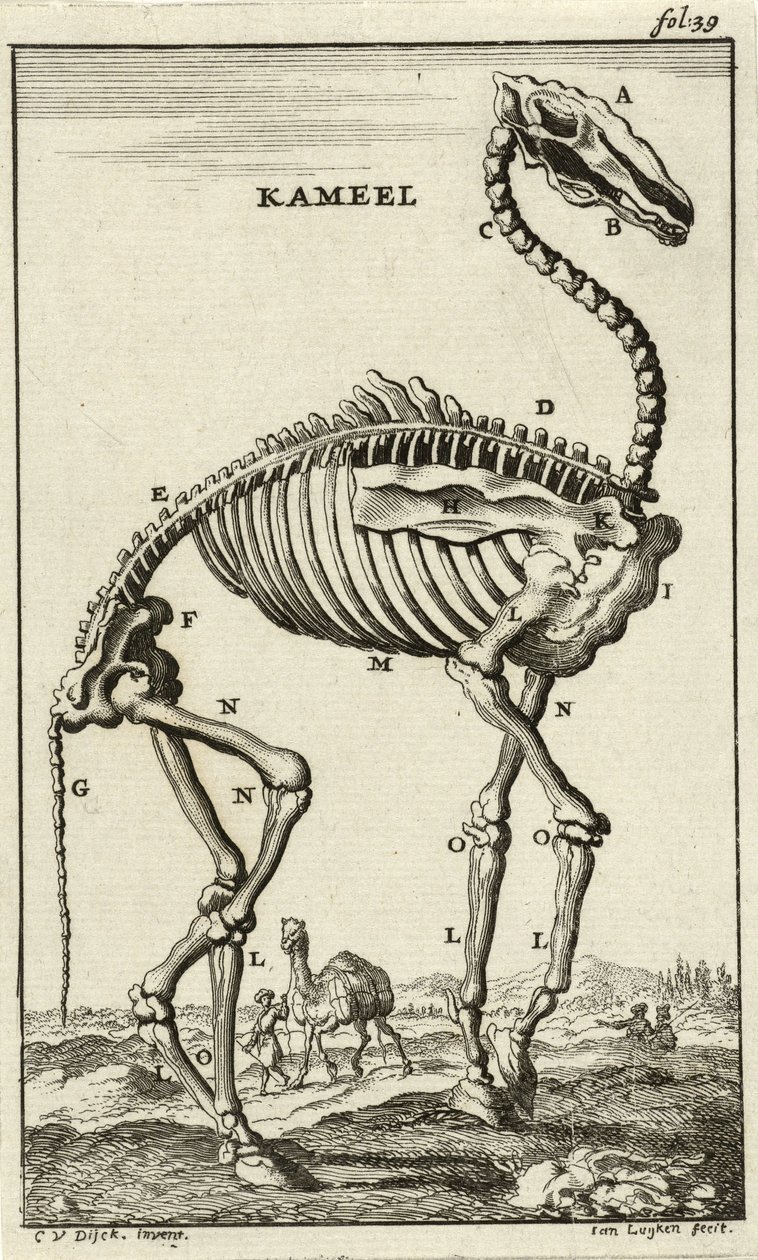 Skelett eines Kamels, ca. 1680er von Jan Luyken