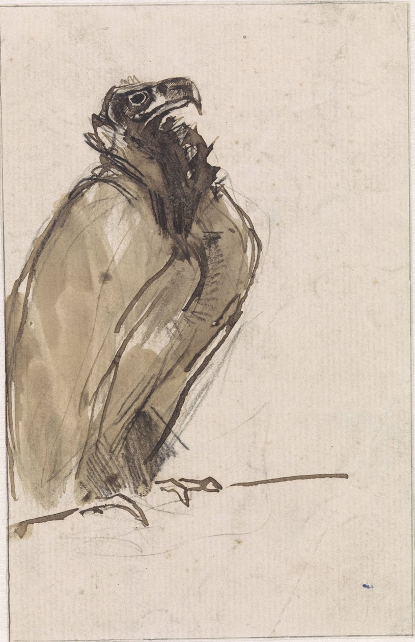 Geier, sitzend auf einem Ast von Jan van Essen