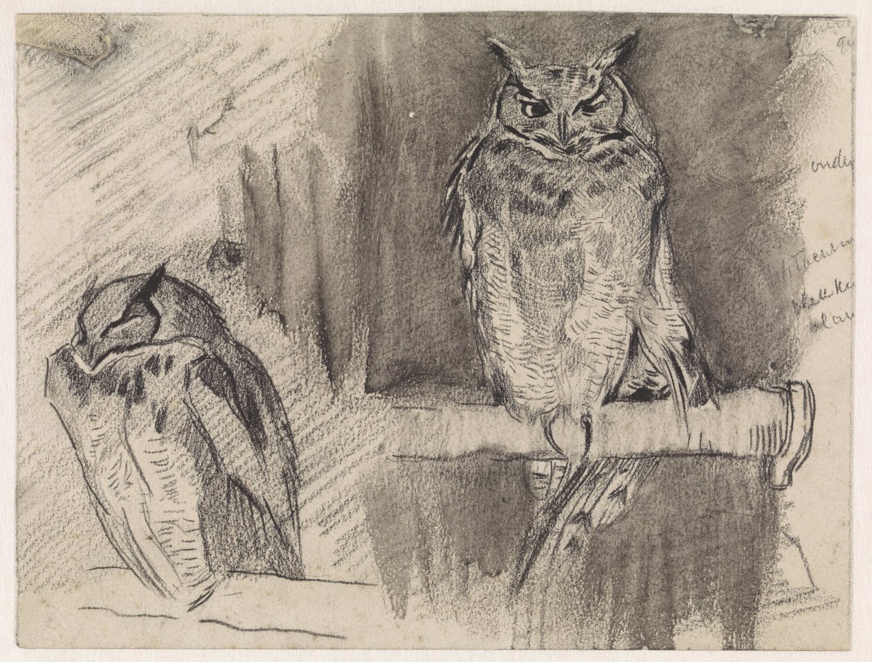 Zwei Studien einer Eule von Jan van Essen
