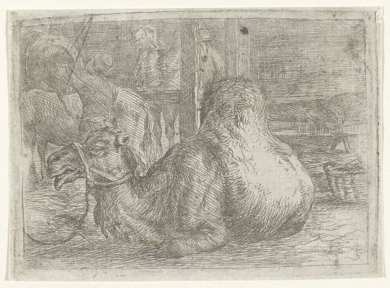 Liegendes Kamel von Jan van Ossenbeeck