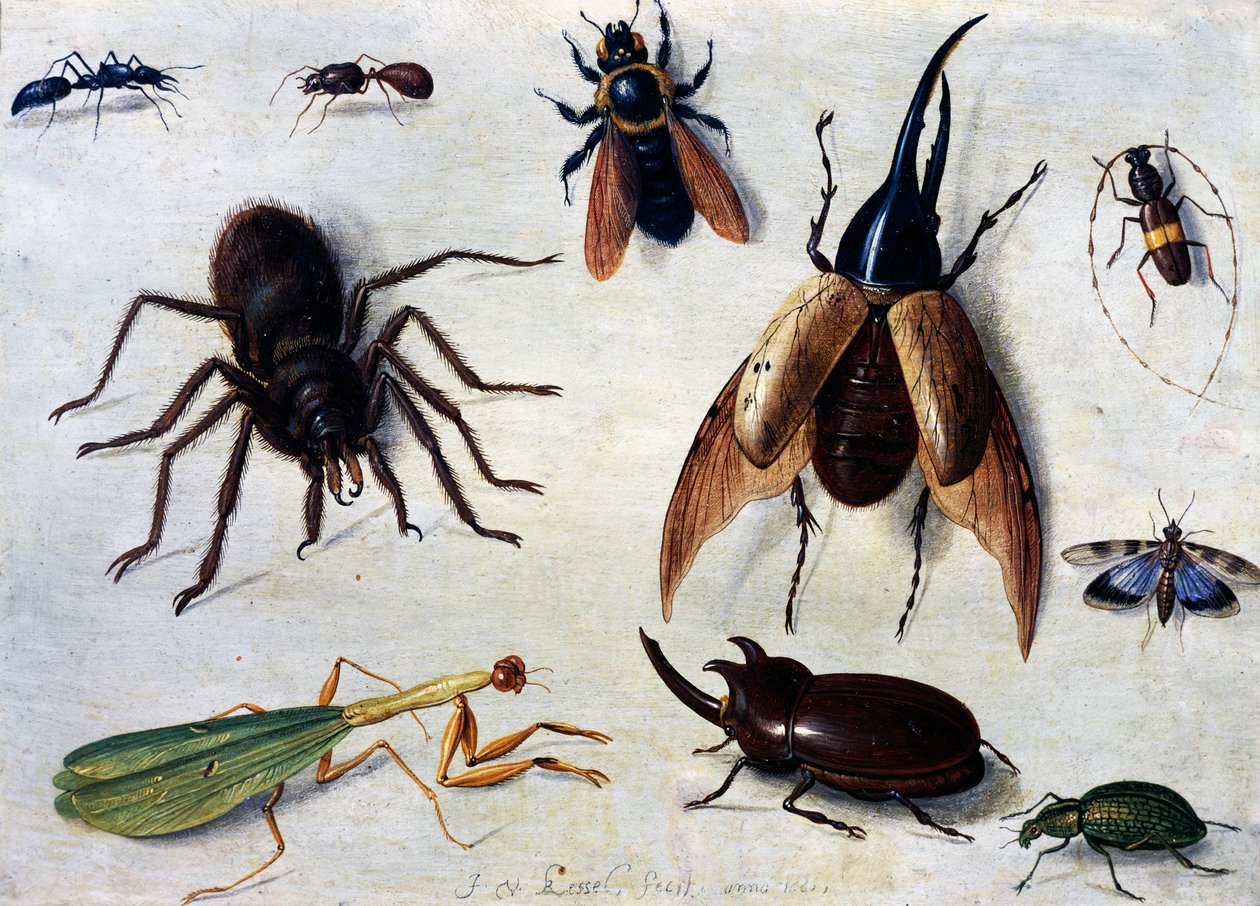 Insekten von Jan van the Elder Kessel