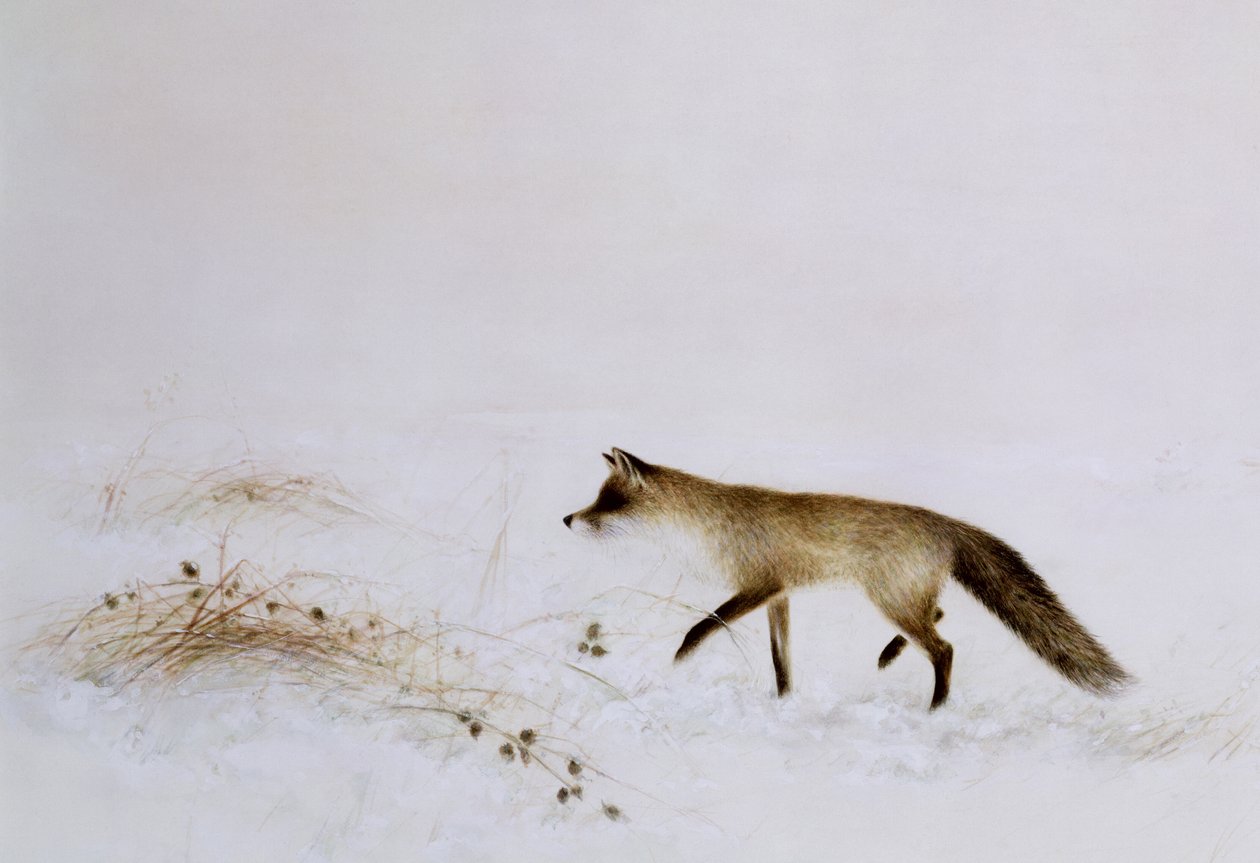 Fuchs im Schnee von Jane Neville