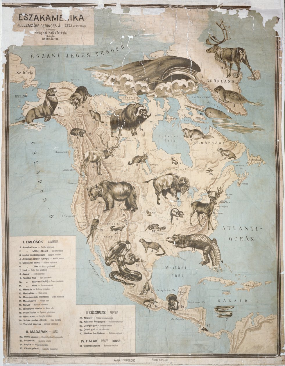 Karte der Tiere in Nordamerika von Janos Balint