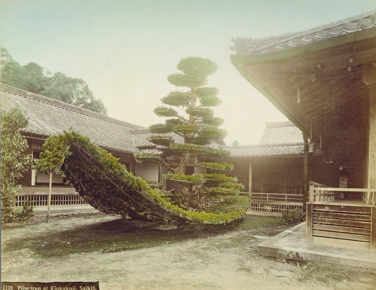 Kiefer am Kinkaku-ji, Kyoto, ca. 1905 von Japanese Photographer