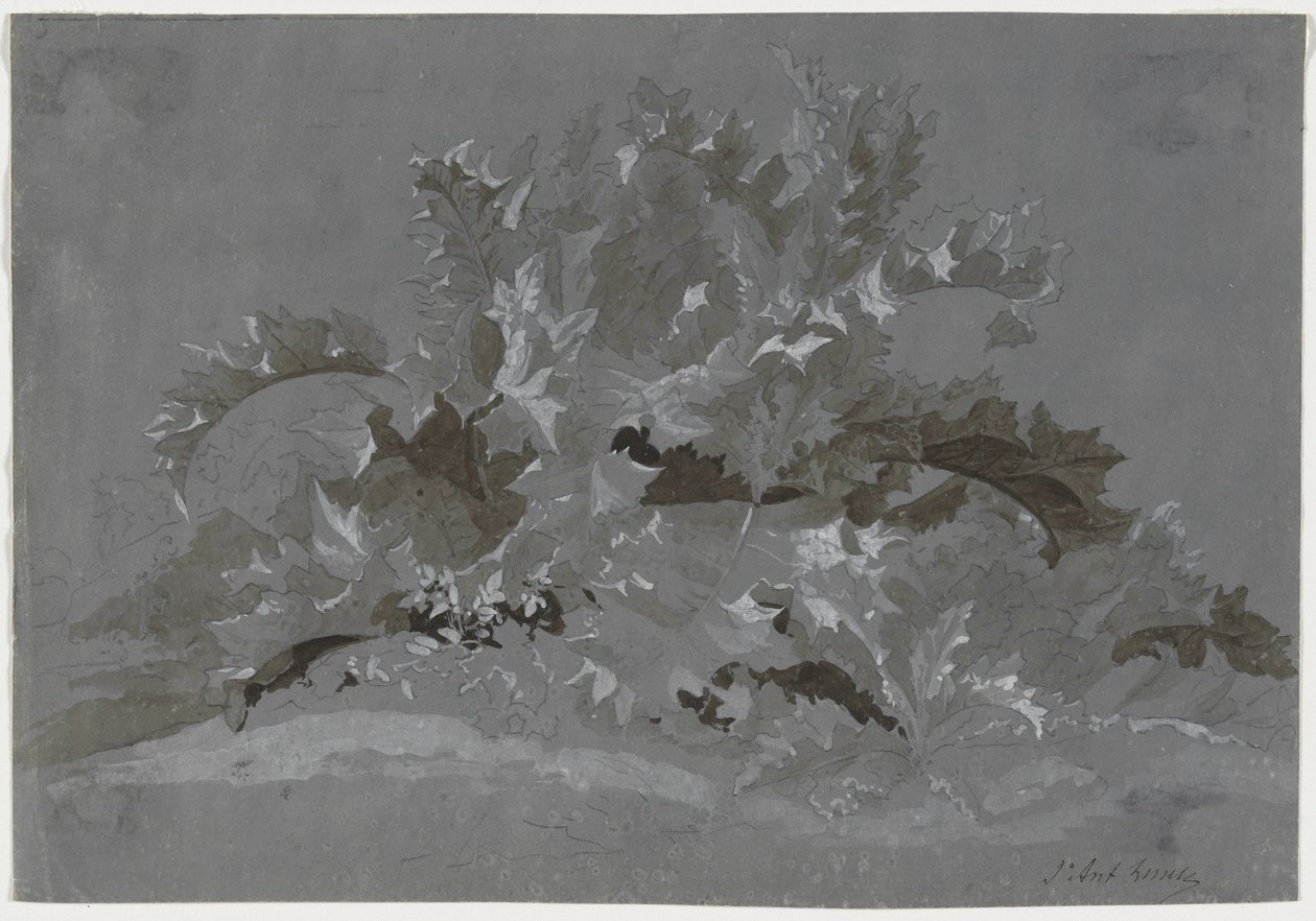 Studie von Unkraut von Jean Antoine Linck