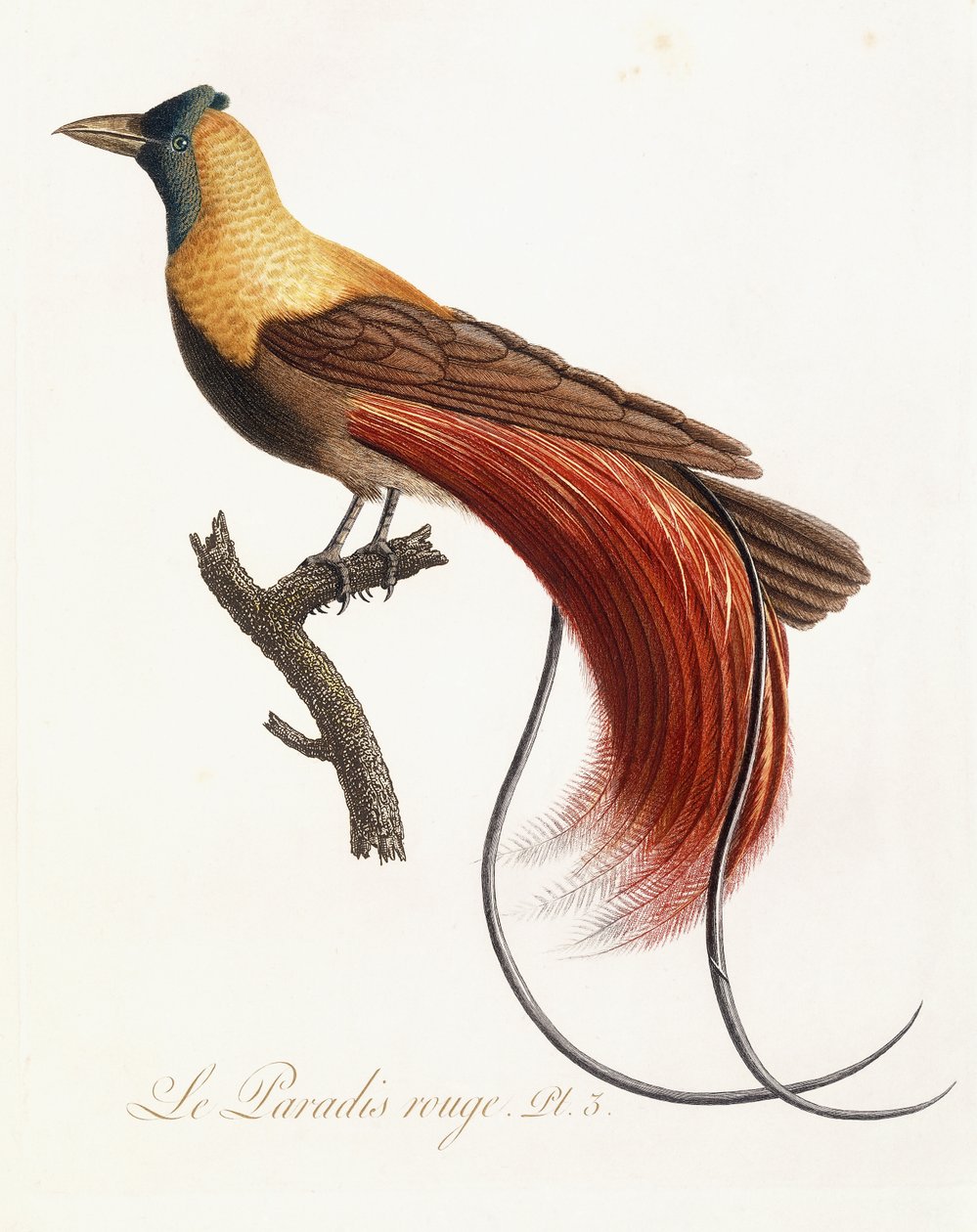Das rote Paradies, 1802 von Jean Baptiste Audebert