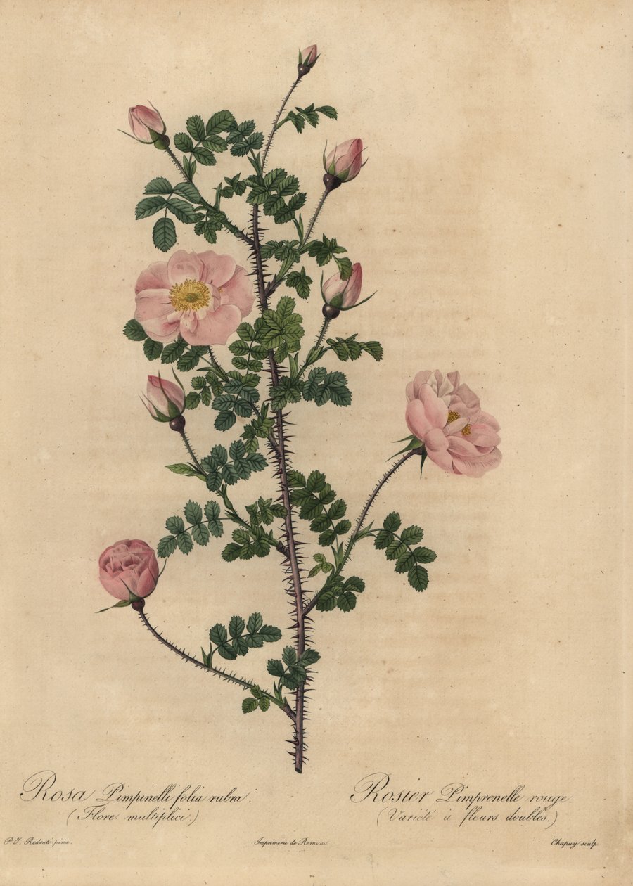 Rosa Pimpinellifolia von Jean Baptiste Chapuy