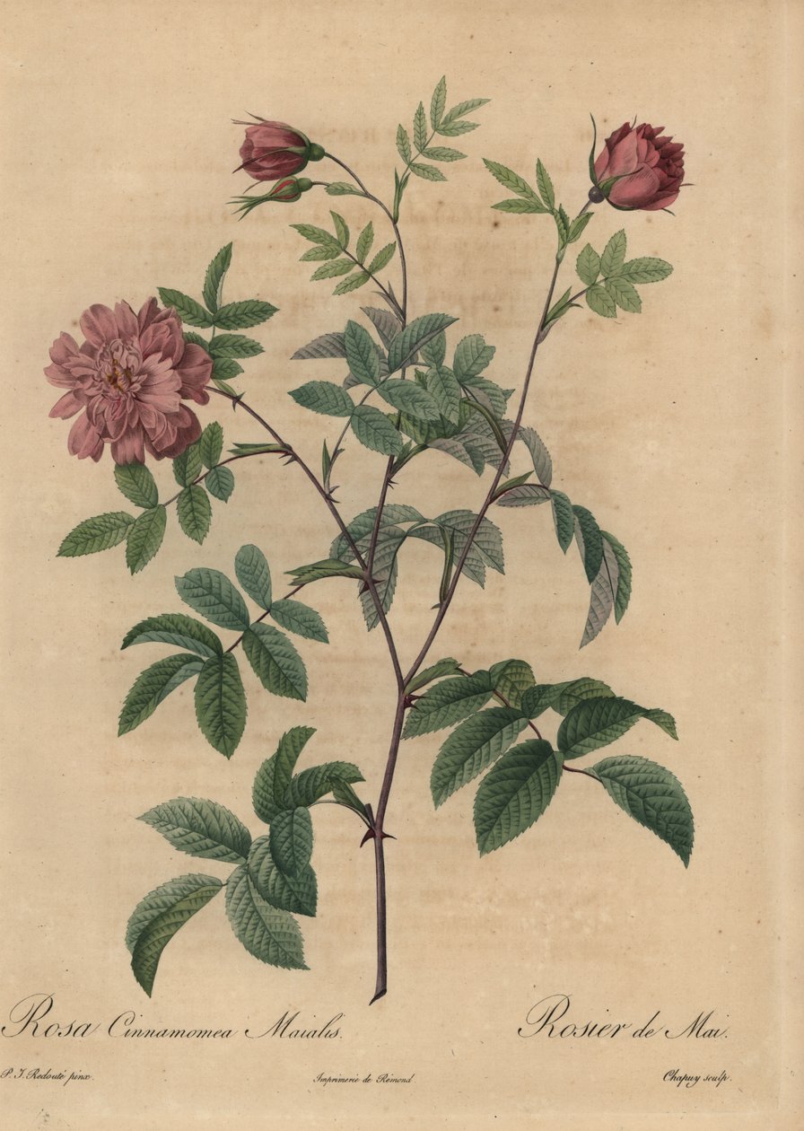 Rosa Zimt-Rose, Rosa majalis von Jean Baptiste Chapuy