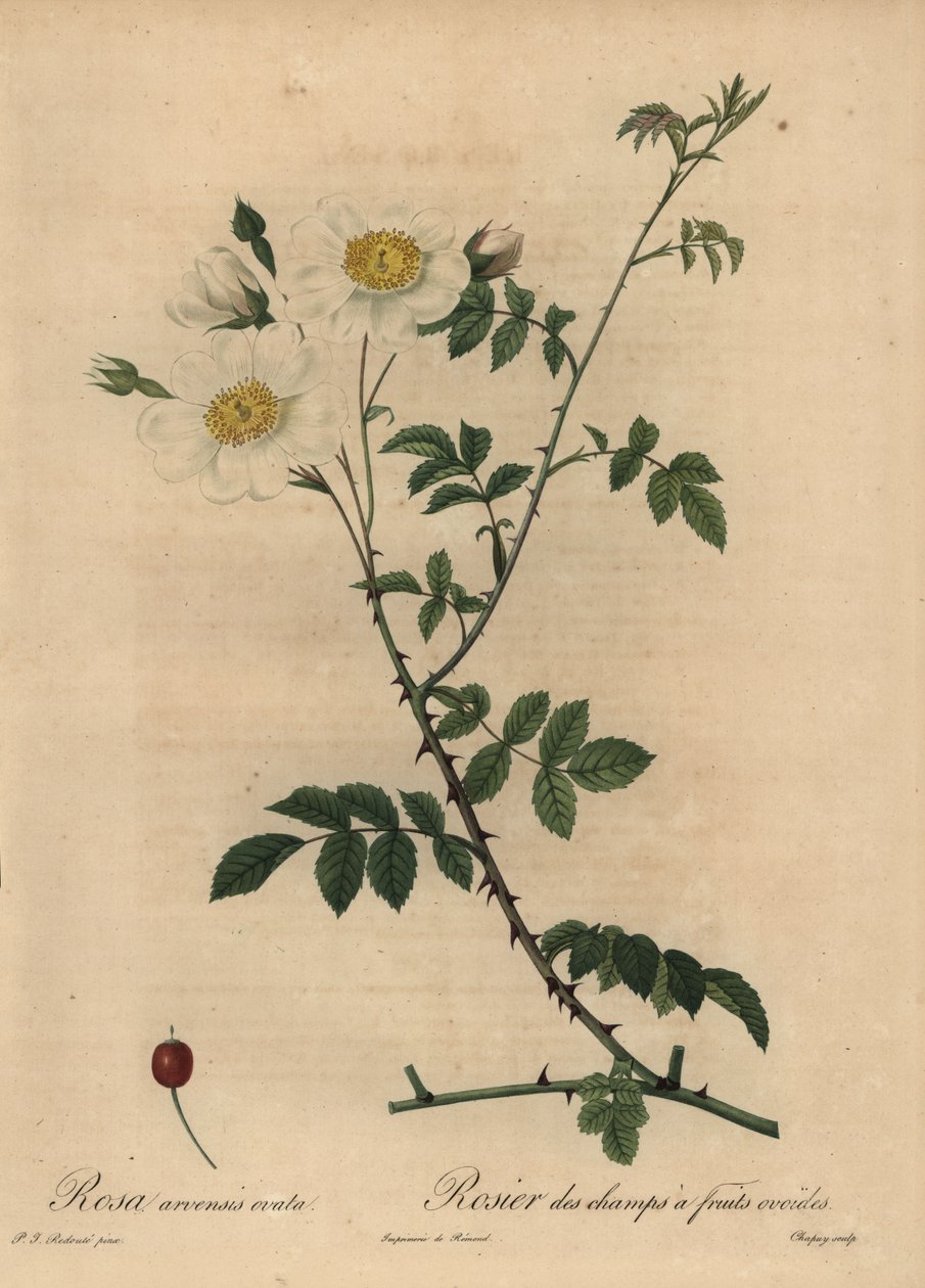 Weiße Feldrose, Rosa arvensis von Jean Baptiste Chapuy