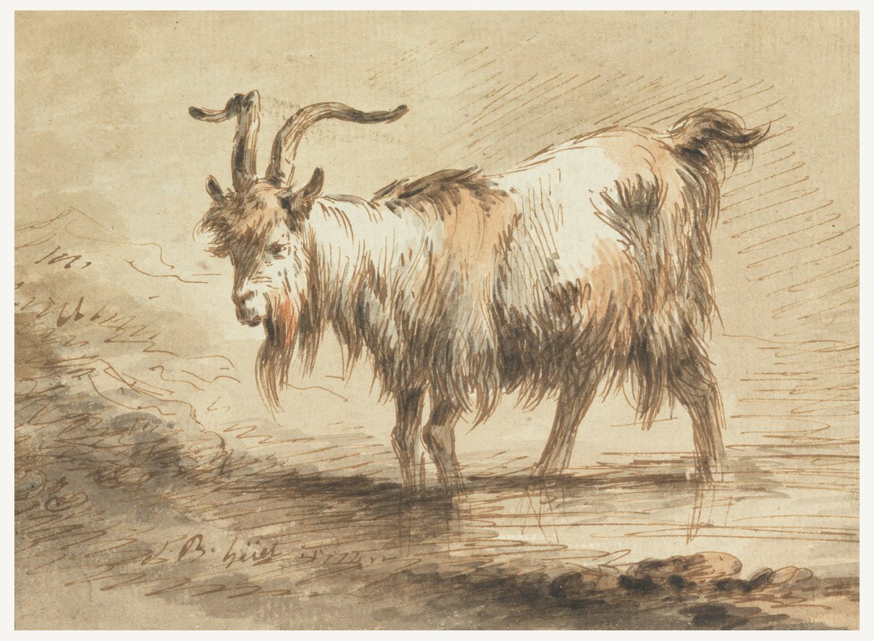 Studie einer Ziege von Jean Baptiste Huet