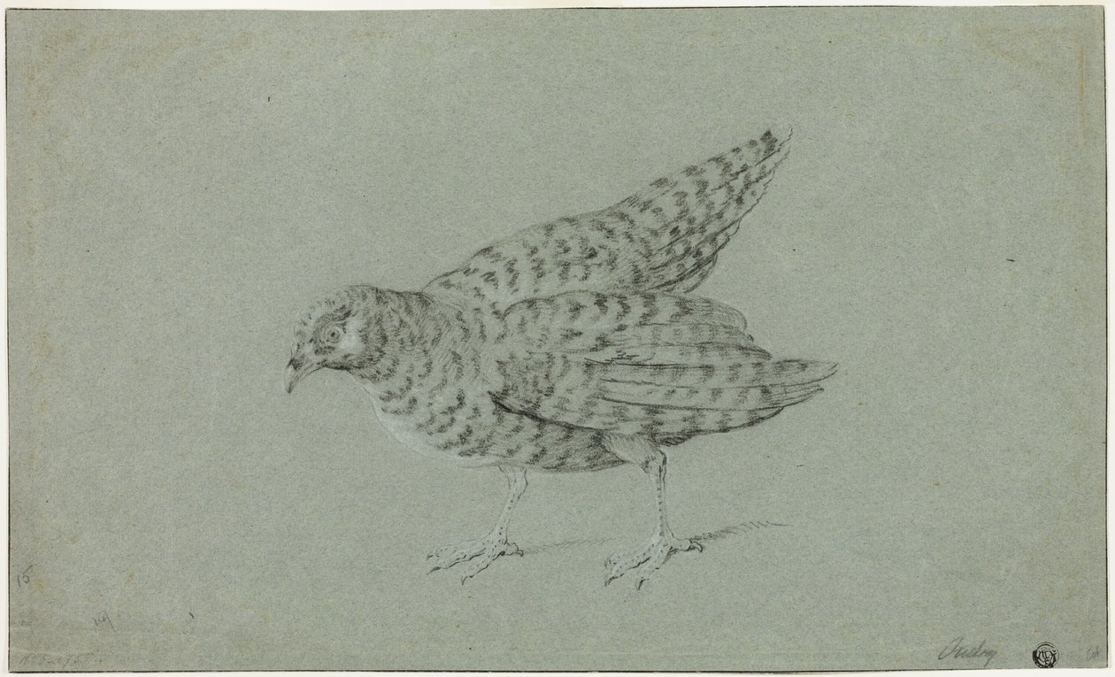 Rebhuhn von Jean Baptiste Oudry