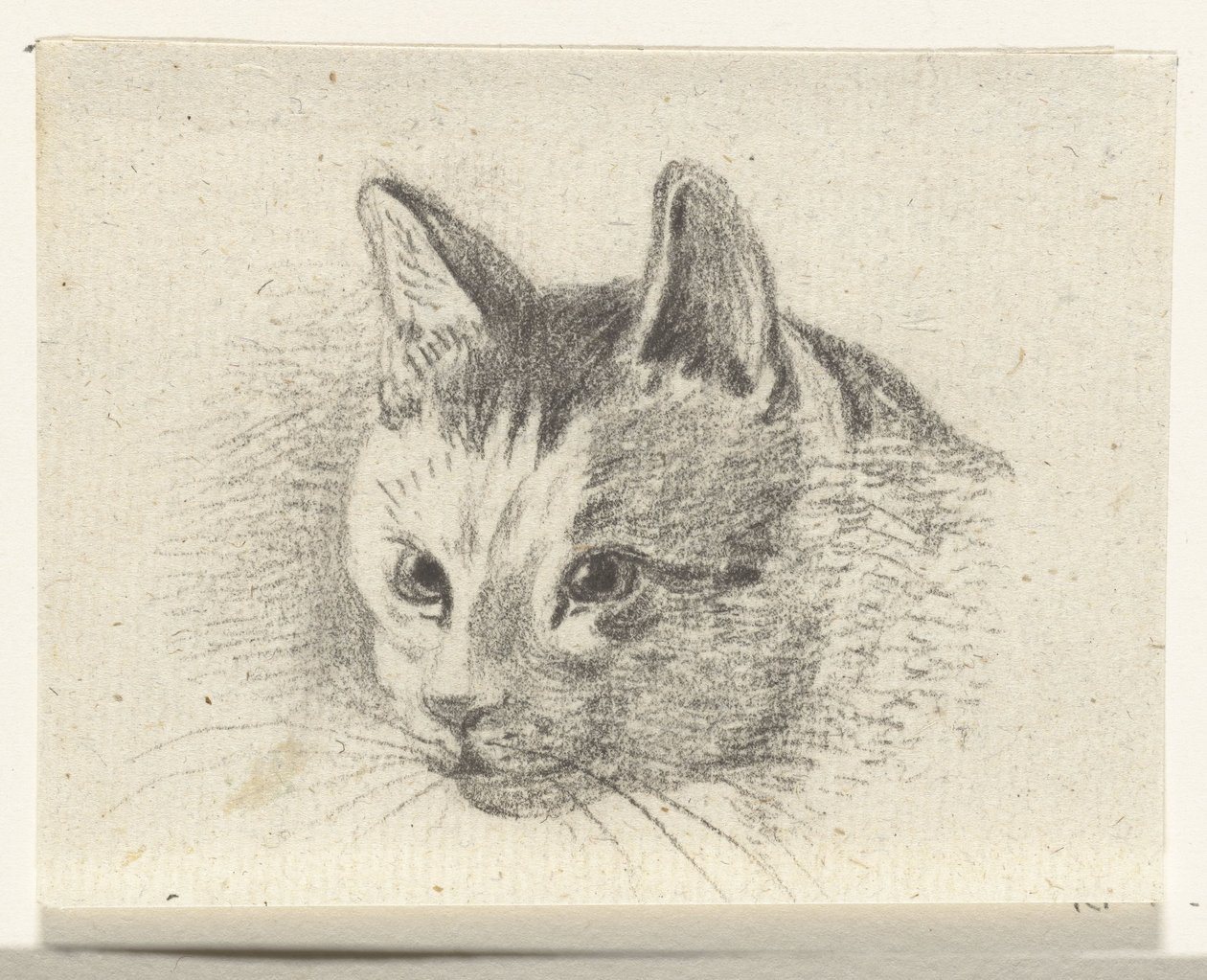Kopf einer Katze von Jean Bernard